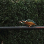 ijsvogel