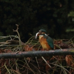 ijsvogel