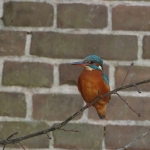 ijsvogel