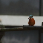 ijsvogel