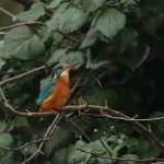 ijsvogel