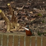 ijsvogel