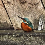 ijsvogel