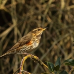 Vogels