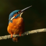 ijsvogel