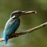 ijsvogel