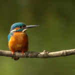 ijsvogel