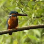 ijsvogel