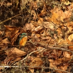 ijsvogel
