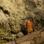 ijsvogel