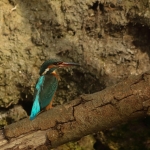 ijsvogel