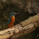 ijsvogel