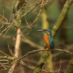 ijsvogel