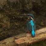 ijsvogel