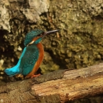 ijsvogel