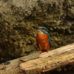 ijsvogel