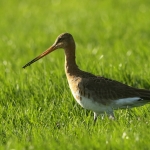  grutto