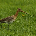  grutto