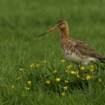 grutto