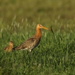 grutto