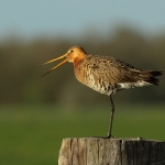 grutto