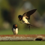 Vogels