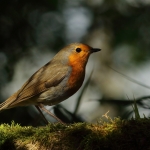 roodborst