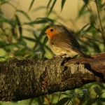 roodborst