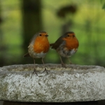 roodborst