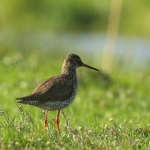 Vogels