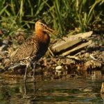 grutto