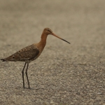 grutto