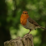 roodborst