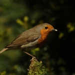 roodborst