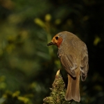 roodborst