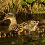 Natuur