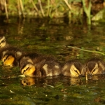 Natuur