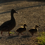 Natuur