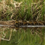Natuur