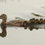 Natuur