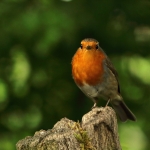 roodborst