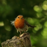 roodborst