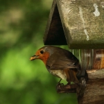 roodborst