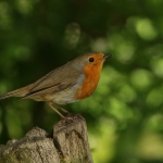 roodborst