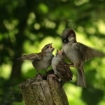 Vogels