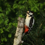 Vogels