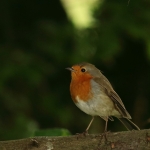 roodborst