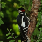 Vogels