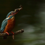 ijsvogel