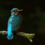 ijsvogel